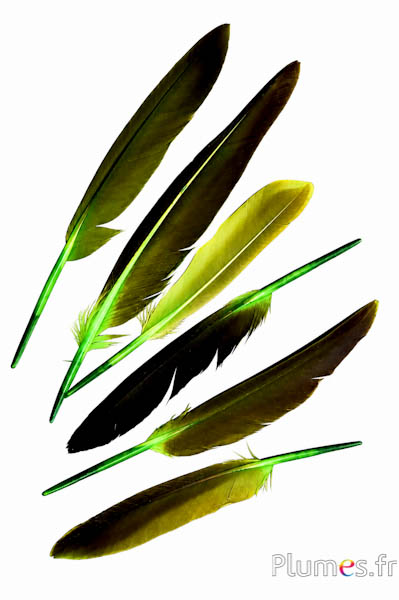 Gans - 12-18 cm - limettengrün-kaffee